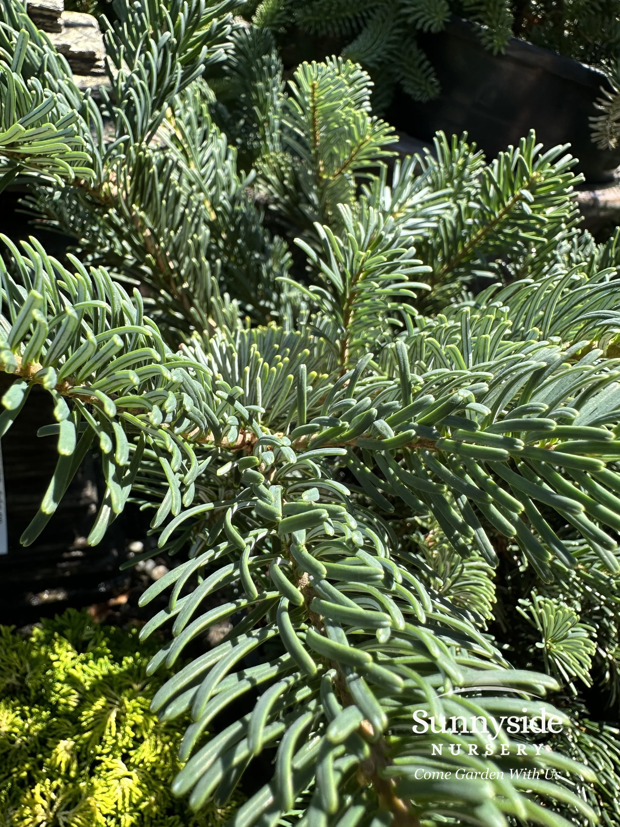 Abies — Sunnyside Nursery